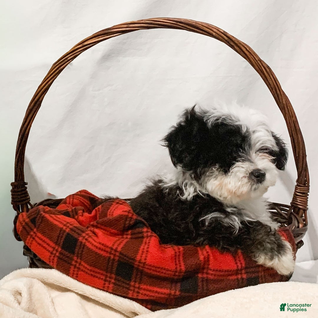 Havanese dogs for sale: Indie - Ad 5