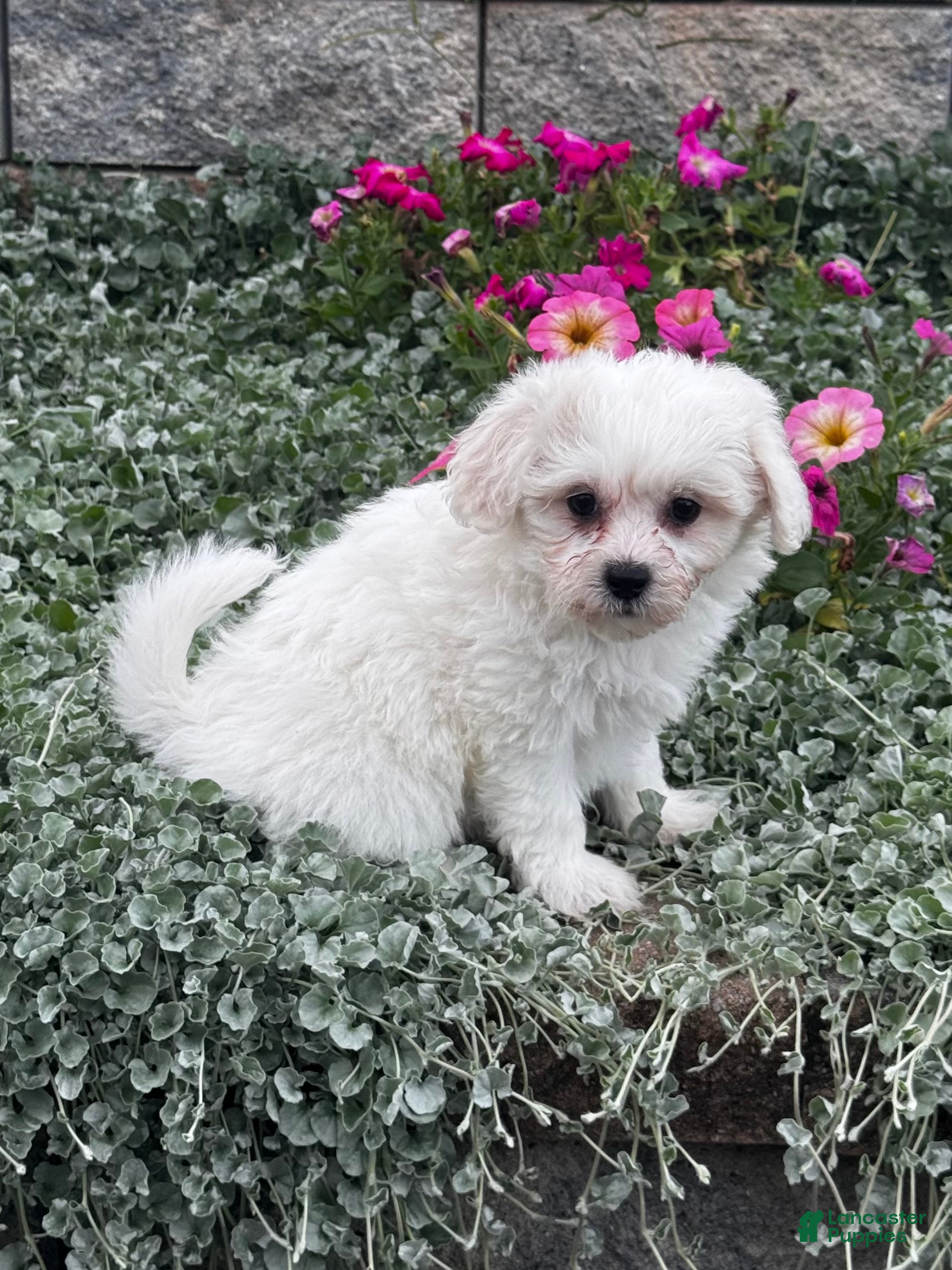 Teddy Bear dogs for sale: June  - Ad 3