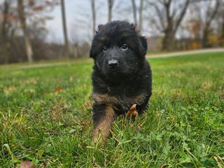 German Shepherd dogs - Ad 18