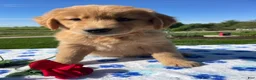 Golden Retriever dogs for sale: Layla - Ad 4