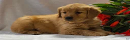 Golden Retriever dogs for sale: Ginger - Ad 3