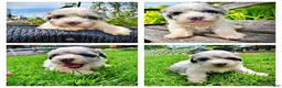 Havapoo dogs for sale: Sugar - Ad 1