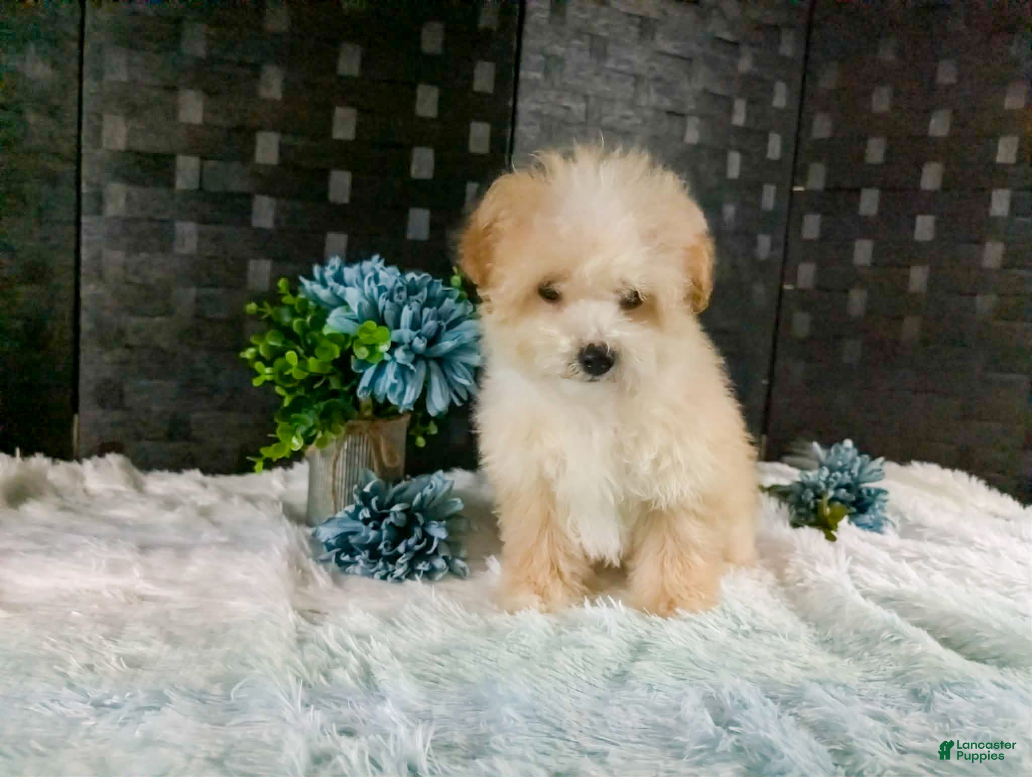 Bichpoo dogs Kiri - Ad 13