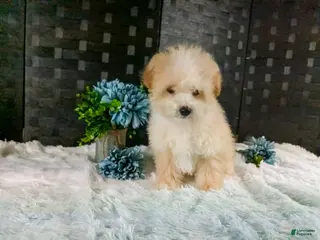 Bichpoo dogs Kiri - Ad 23