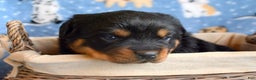 Rottweiler dogs for sale: Rottweiler Puppy 1 Rocky - Ad 2
