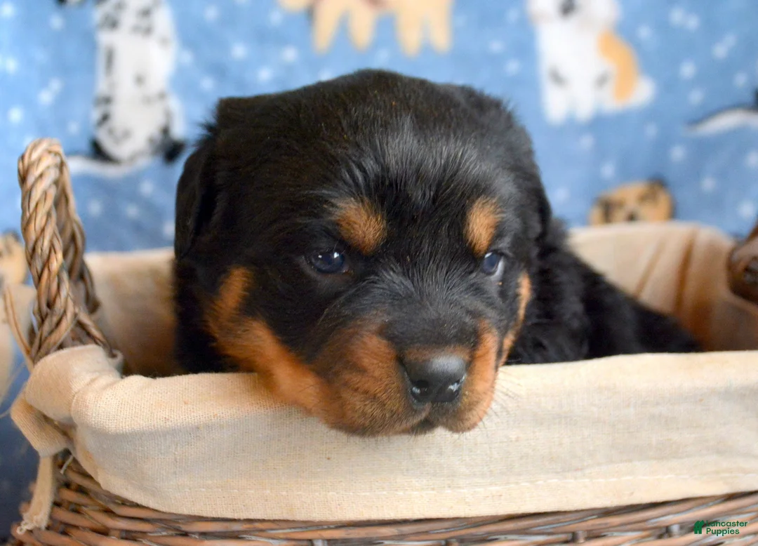 Rottweiler dogs for sale: Rottweiler Puppy 1 Rocky - Ad 5