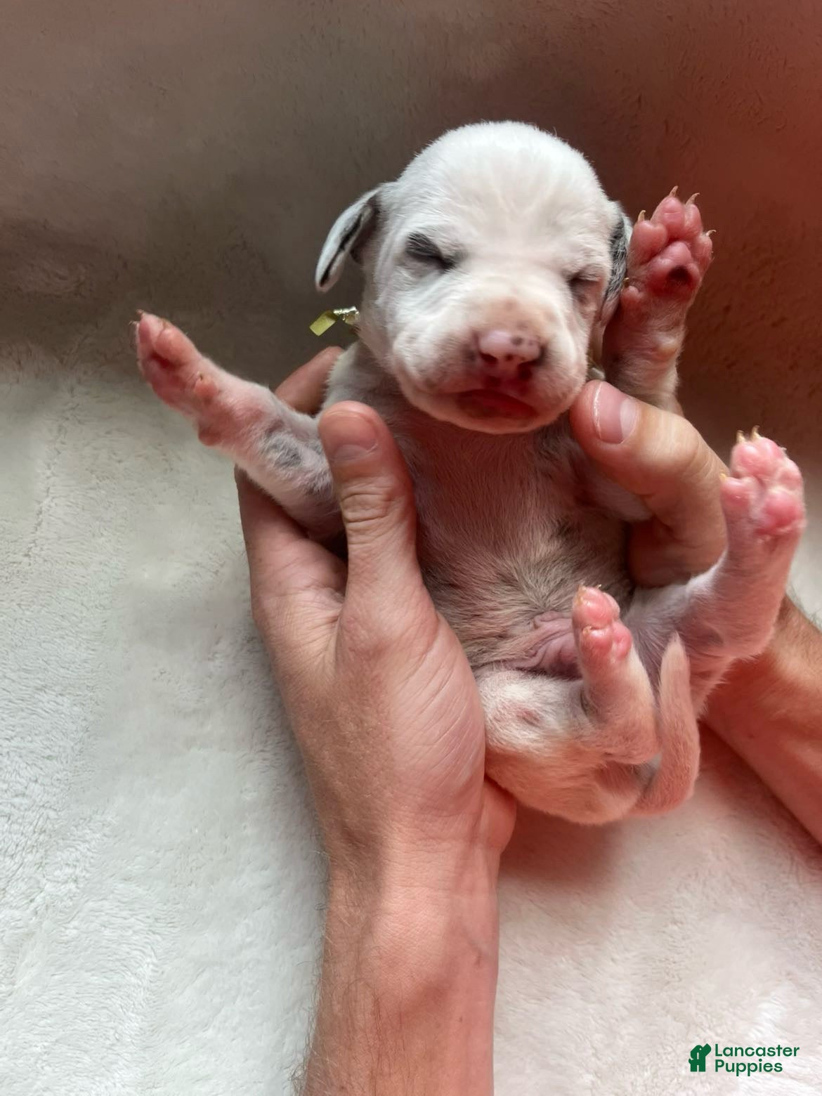 Dalmatian dogs Dalmatian Puppy 5 - Ad 8