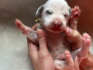 Dalmatian dogs Dalmatian Puppy 5 - Ad 4