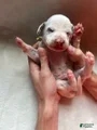 Dalmatian Puppy 5