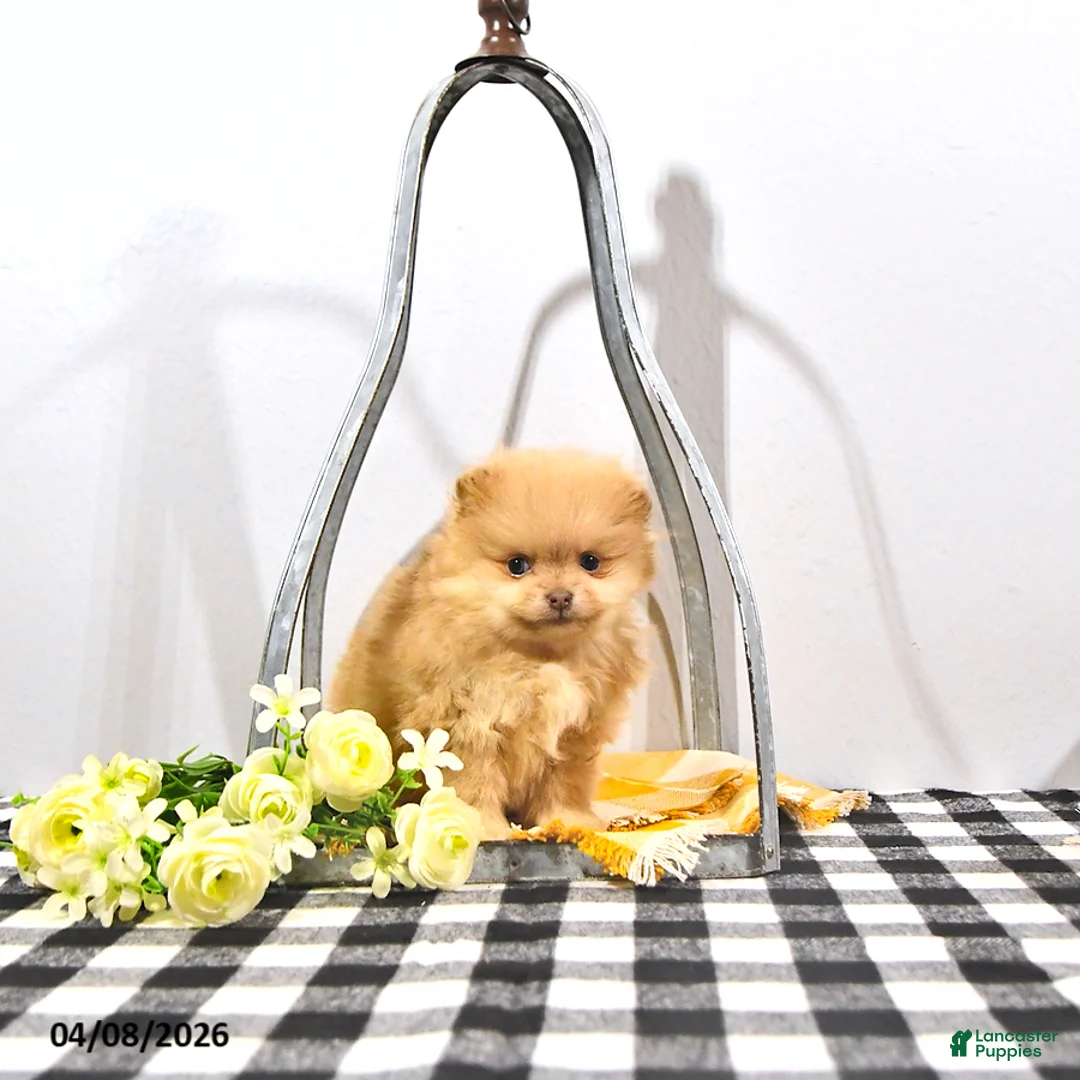Pomeranian dogs for sale: Teddy - Ad 2