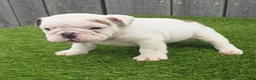English Bulldog dogs for sale: Diesel - Ad 4