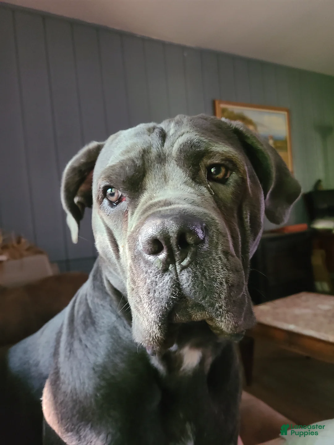 Cane Corso dogs for sale: Blu  - Ad 3