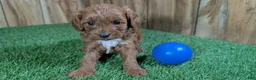 Cavapoo dogs for sale: Sadie Boy 3 - Ad 2