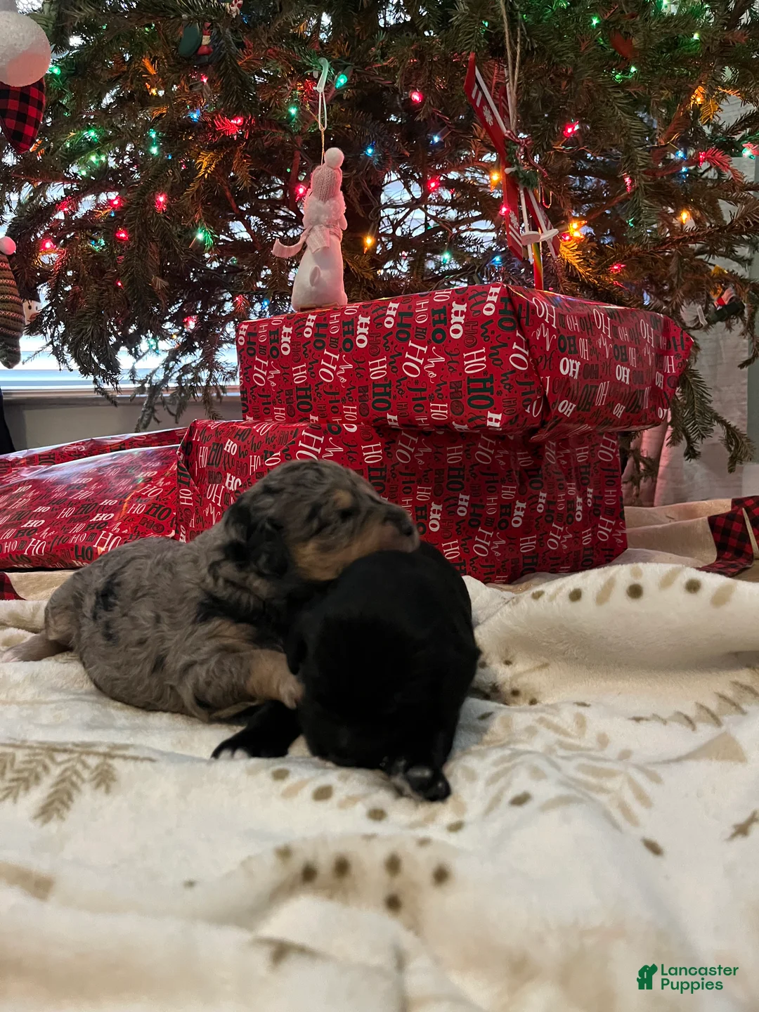 Goldendoodle dogs for sale: Bobbi  - Ad 8