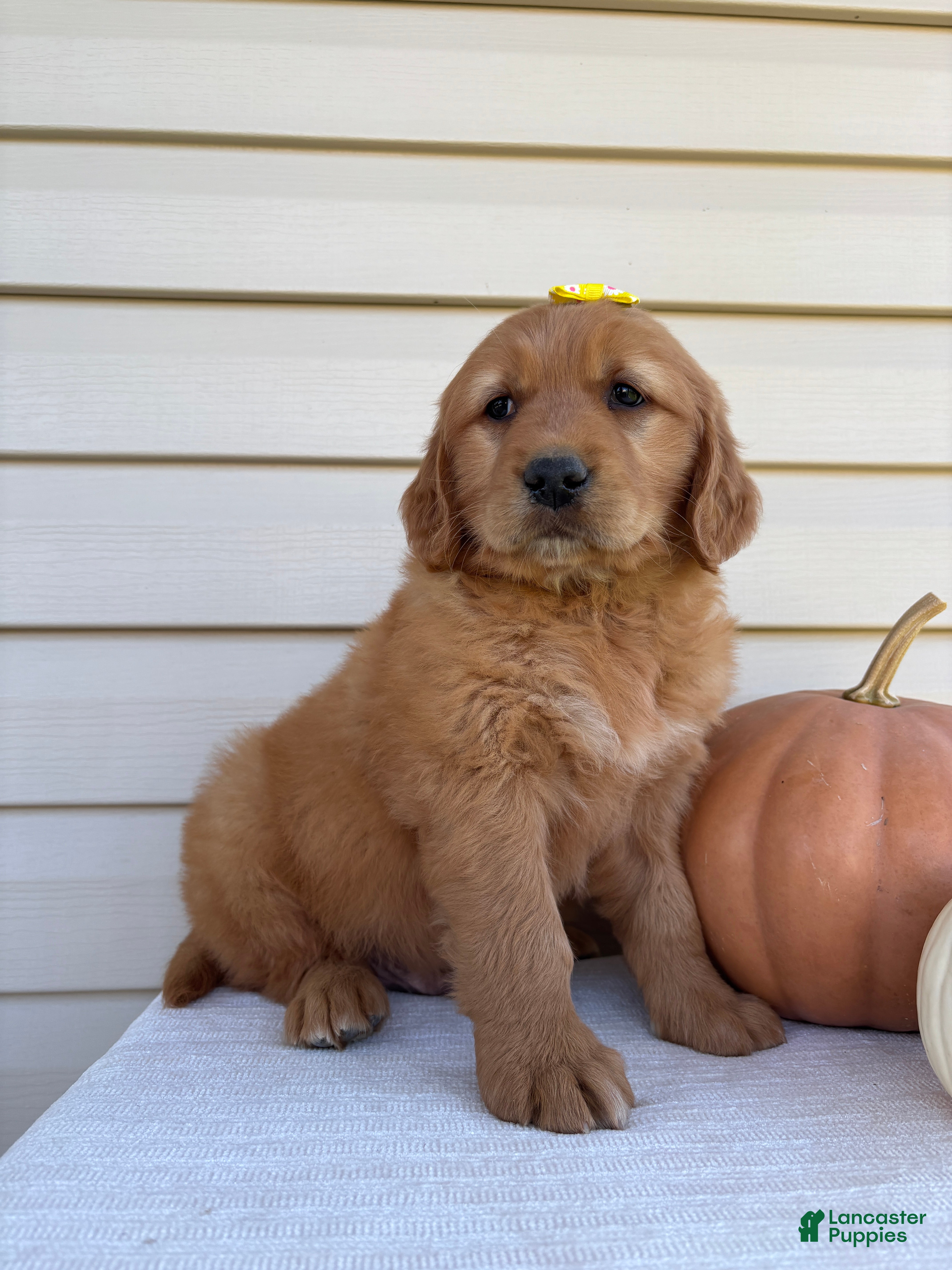 Golden Retriever dogs Ryder  - Ad 1