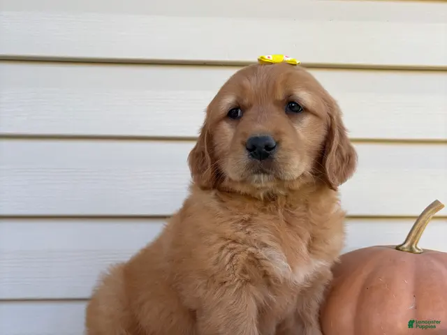 Golden Retriever dogs for sale: Ryder - Ad 1