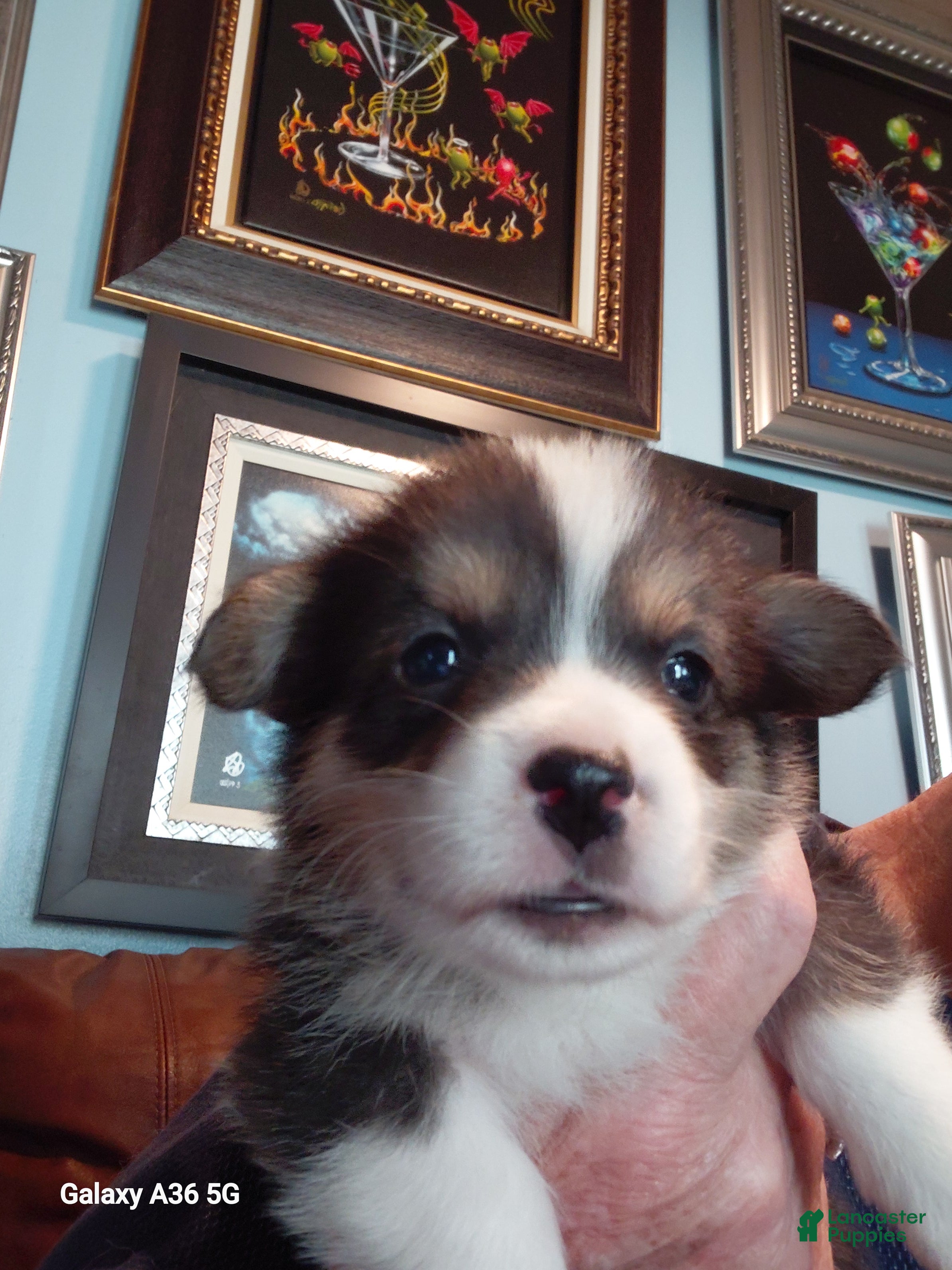 Welsh Corgi Pembroke dogs Peter Max - Ad 21