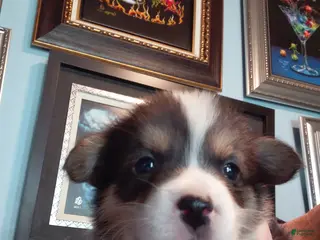 Welsh Corgi Pembroke dogs Peter Max - Ad 21