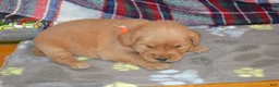 Golden Retriever dogs for sale: Mandy - Ad 3