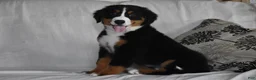Bernese Mountain Dog dogs for sale: Maggie - Ad 4