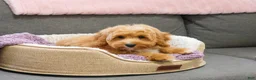 Mini Goldendoodle dogs for sale: Fettuccine  - Ad 5