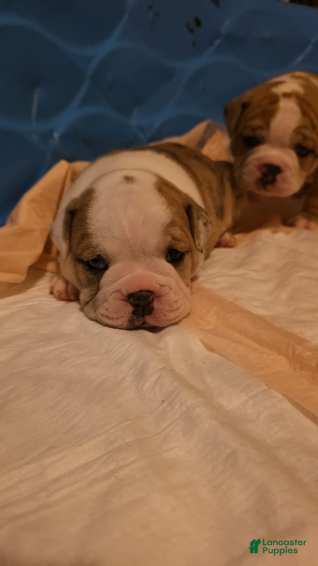 Mixed Breed dogs for sale: OLDE ENGLISH BULLDOG  - Ad 2