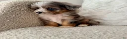 Mini Aussiedoodle dogs for sale: Kenny - Ad 9