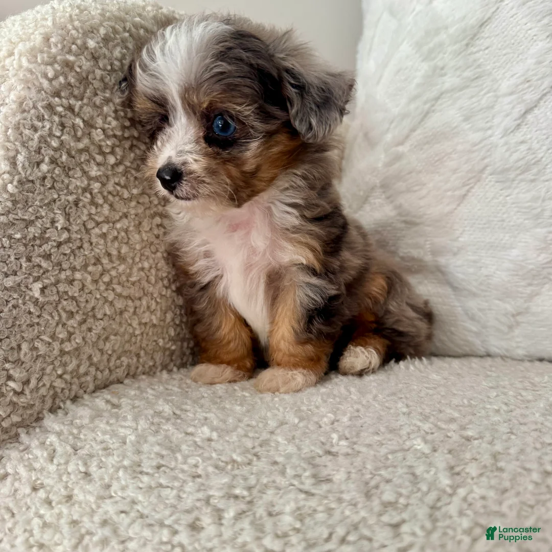 Mini Aussiedoodle dogs for sale: Kenny - Ad 9