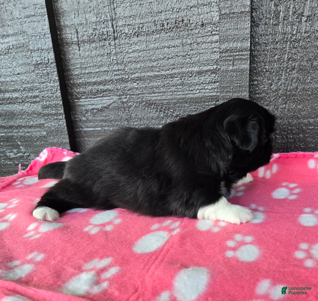 Pekingese dogs for sale: Morticia - Ad 3