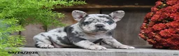 Frenchton dogs for sale: Roxie - Ad 4