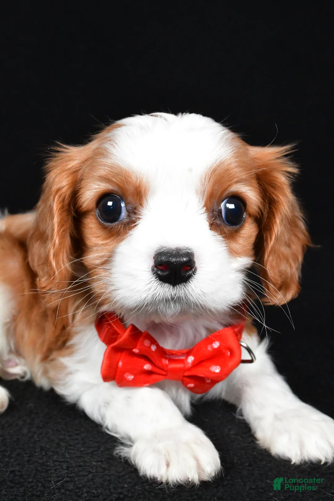 Cavalier King Charles Spaniel dogs for sale: Rusty - Ad 5