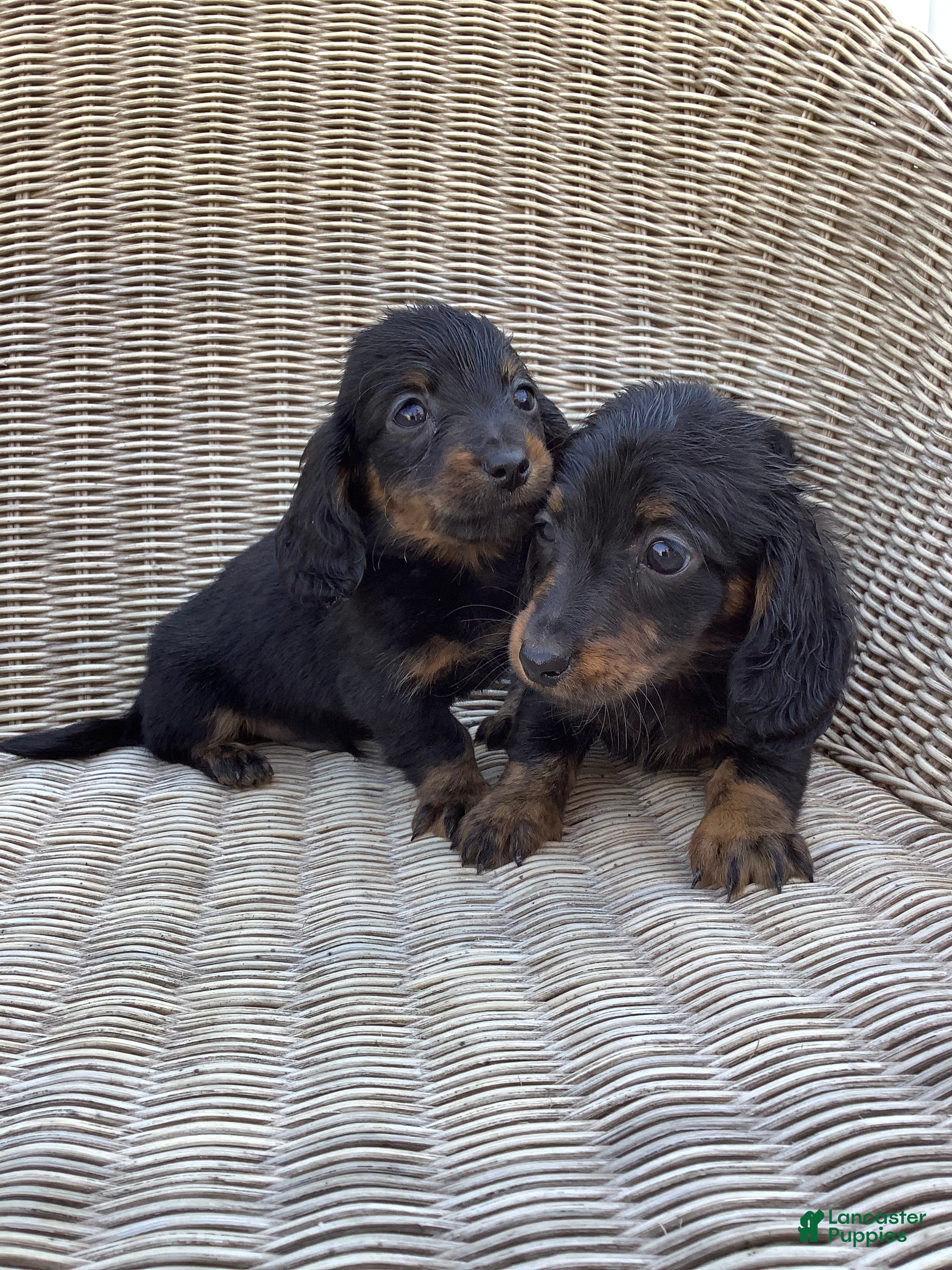 Dachshund dogs Skye - Ad 1