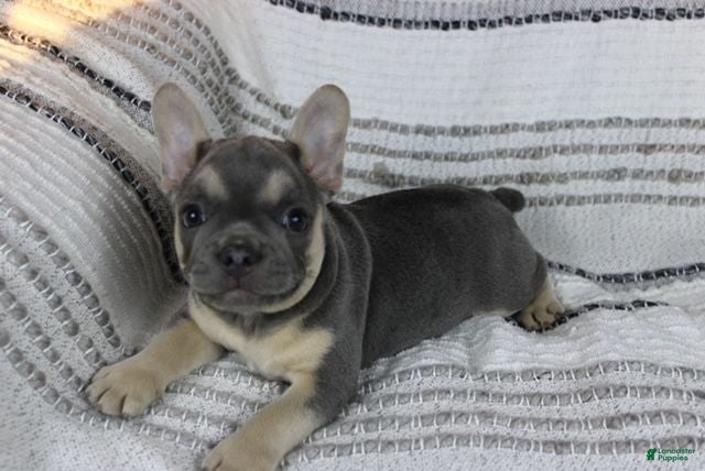 French Bulldog dogs Emily - Ad 2