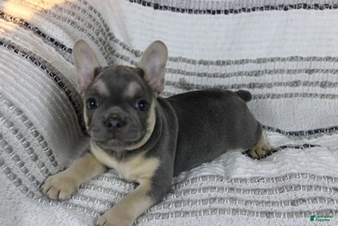 French Bulldog dogs for sale: Emily - Ad 2