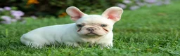 French Bulldog dogs for sale: Snoopy 🐶 - Ad 6
