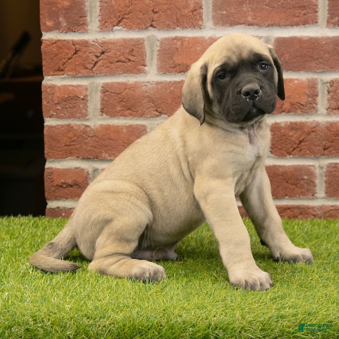 English Mastiff dogs for sale: Parker - Ad 1