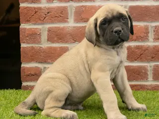 English Mastiff dogs Parker - Ad 42