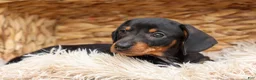 Miniature Dachshund dogs for sale: Houston🐾 - Ad 17
