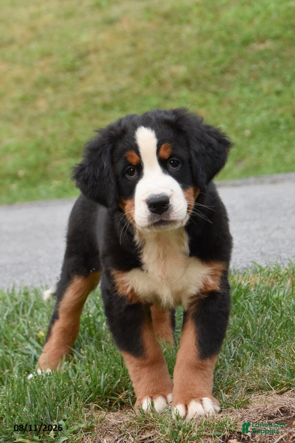 Bernese Mountain Dog dogs Erica - Ad 2