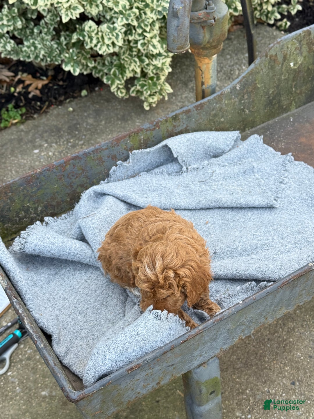 Toy Poodle dogs for sale: Pepper - Ad 2