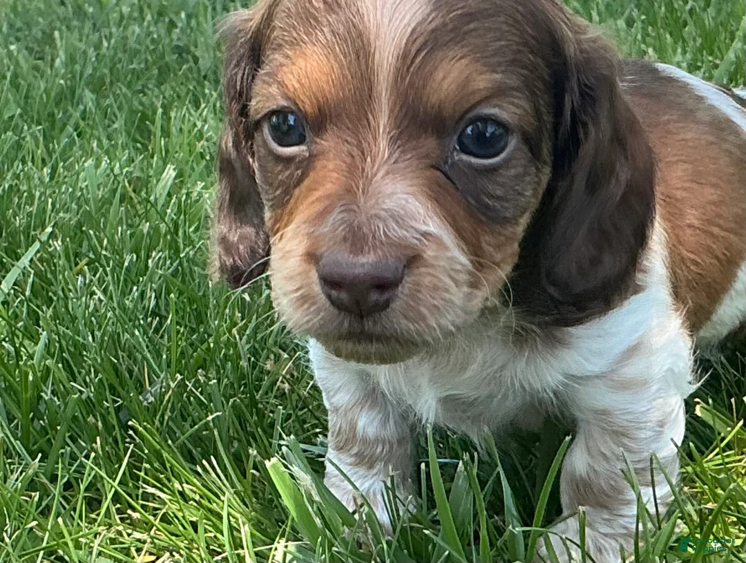 Miniature Dachshund dogs for sale: Atlas-Stunning Symmetrical Tan & White Piebald Long-Haired AKC Male!  - Ad 2