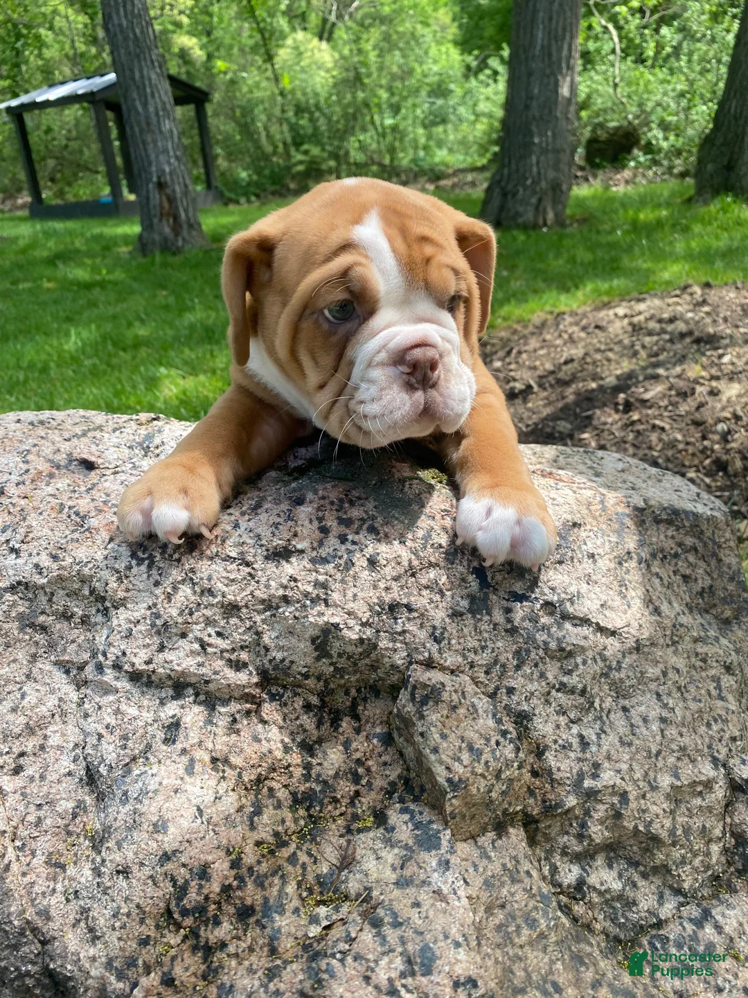 Mixed Breed dogs for sale: Princess - Ad 11