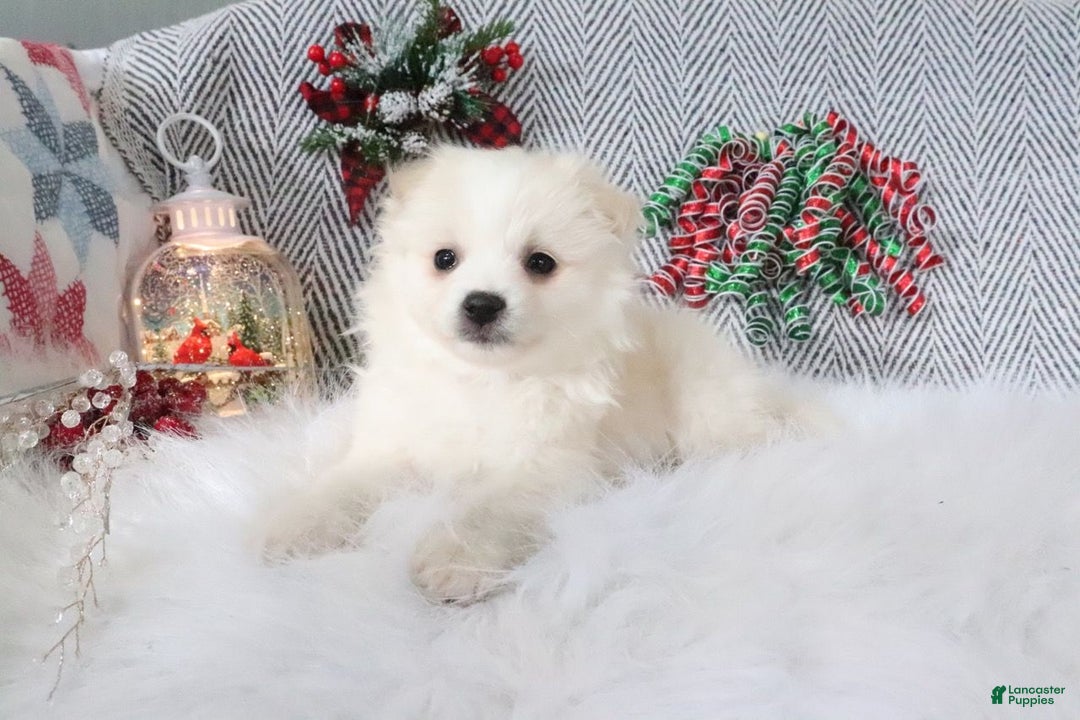 Pomapoo dogs for sale: Brady - Ad 2