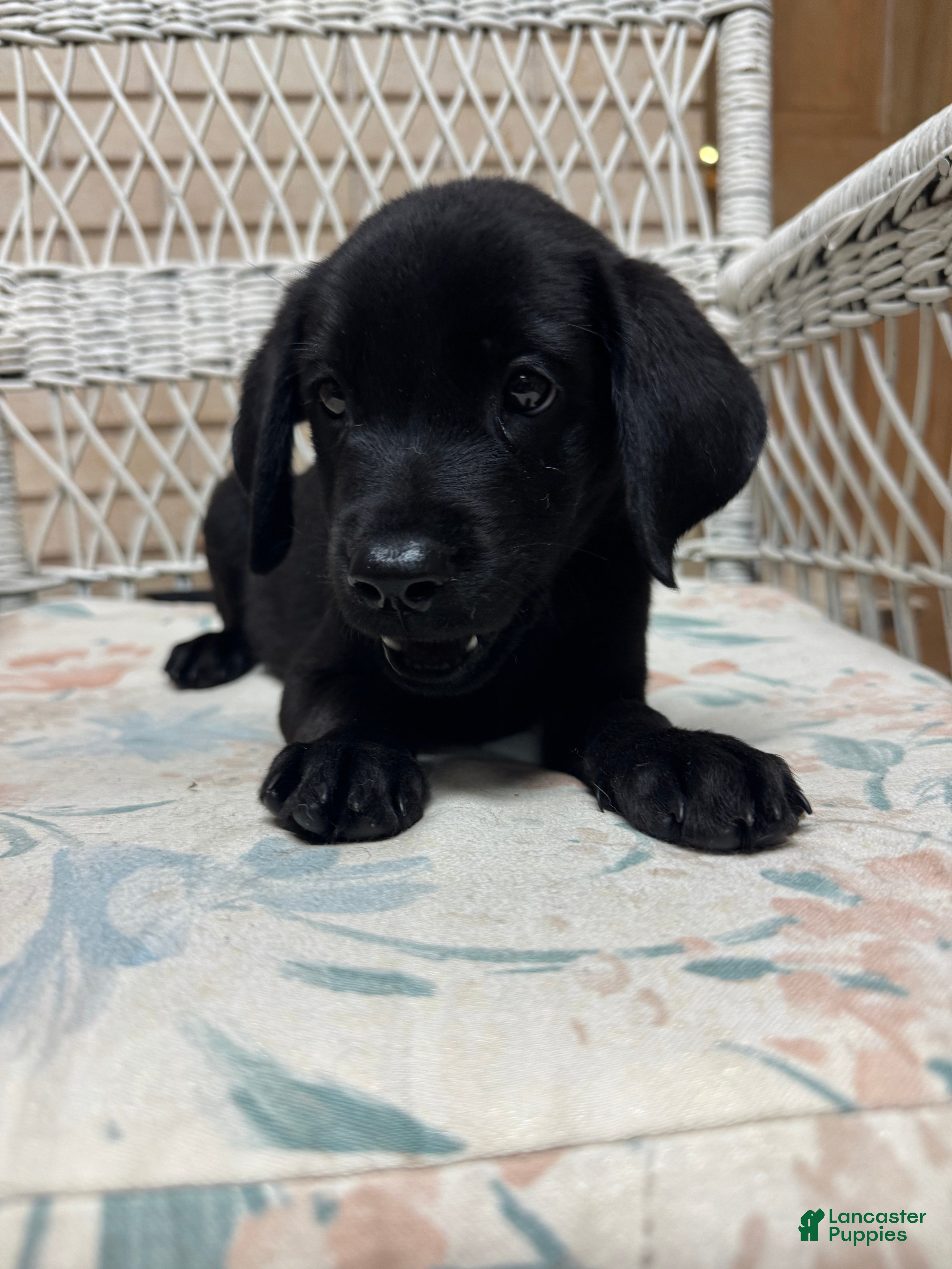 Labrador Retriever dogs for sale: Labrador Retriever Jackie - Ad 28