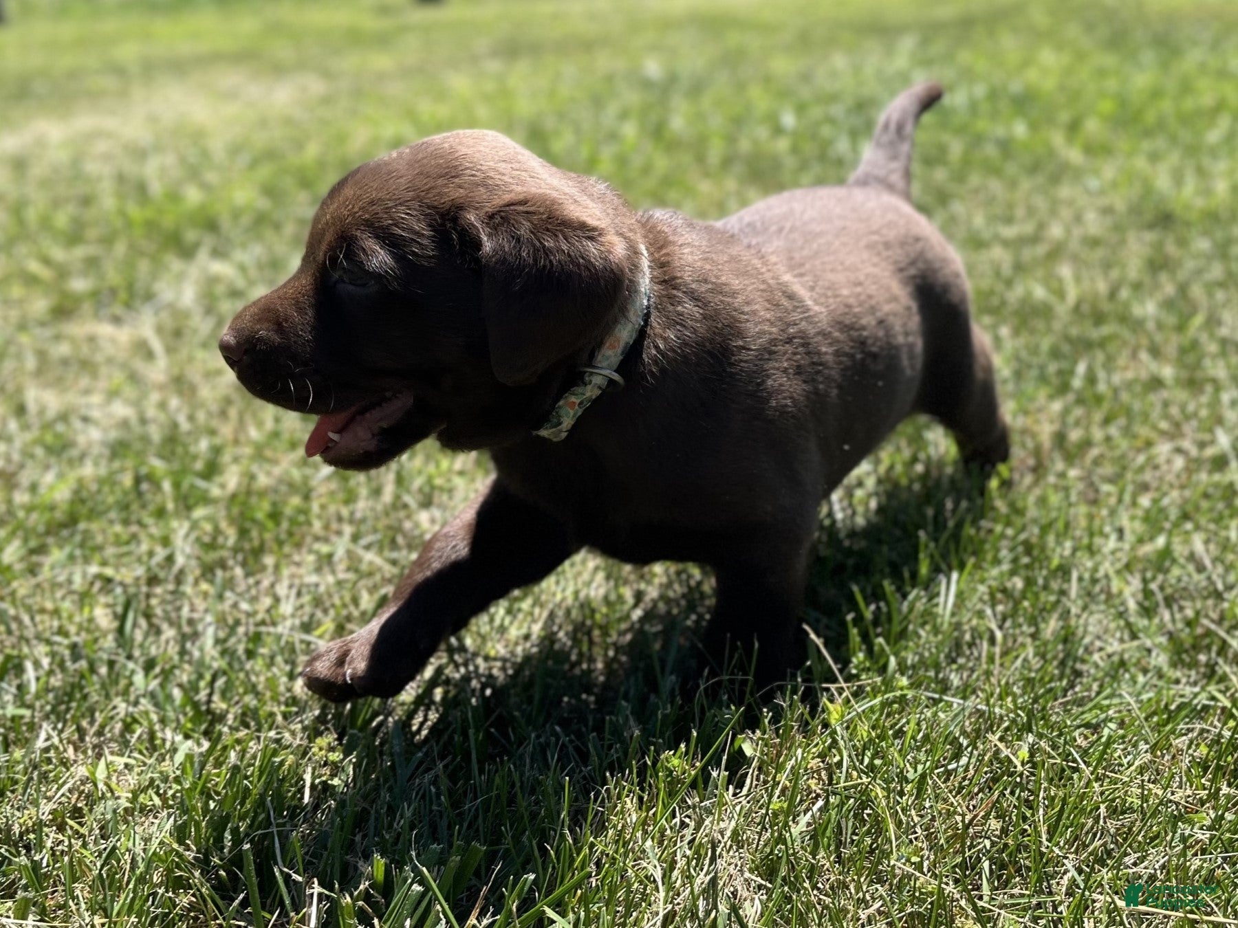 Labrador Retriever dogs for sale: Tucker - Ad 4