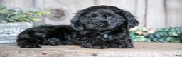 Cocker Spaniel dogs for sale: Diana - Ad 1