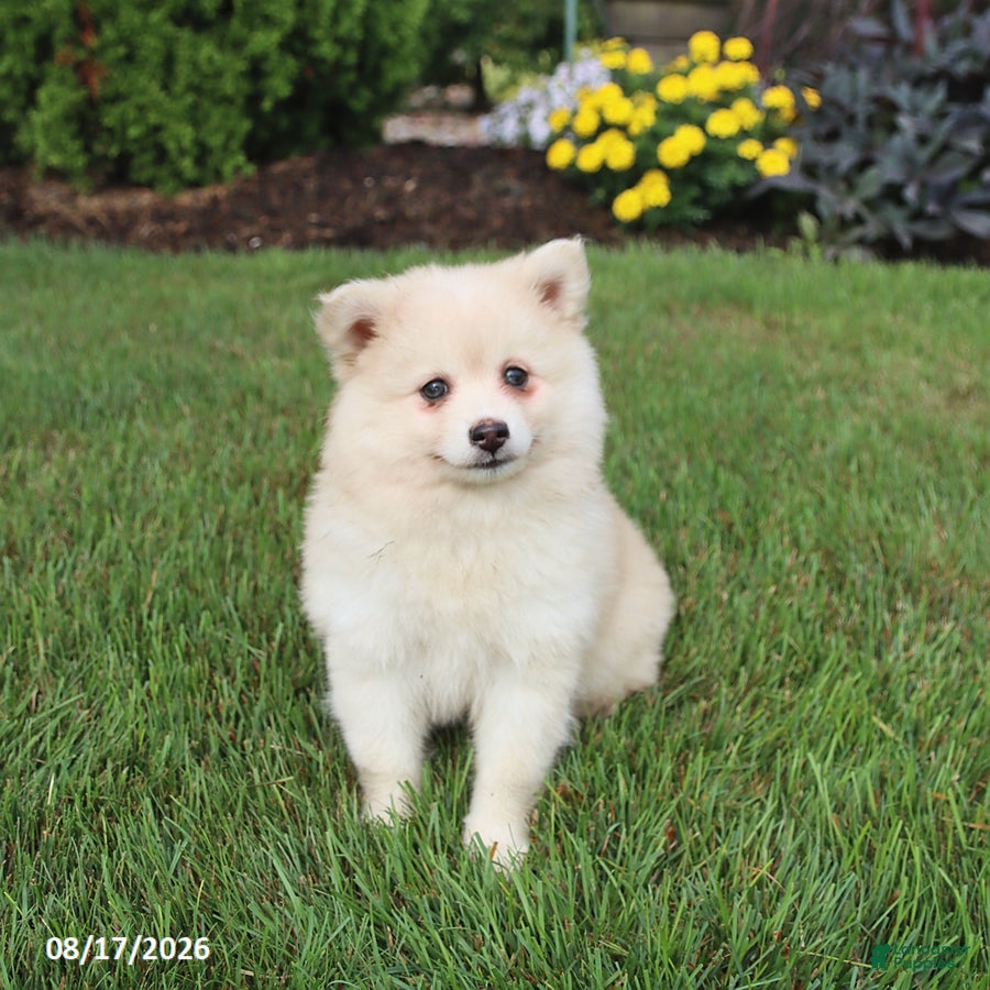 Pomsky dogs Sugar - Ad 1