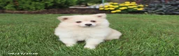 Pomsky dogs for sale: Sugar - Ad 1