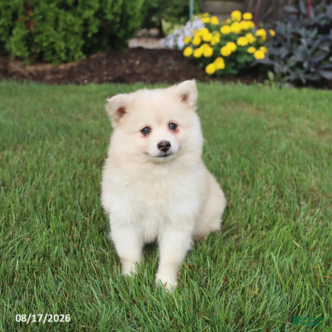 Pomsky dogs for sale: Sugar - Ad 1
