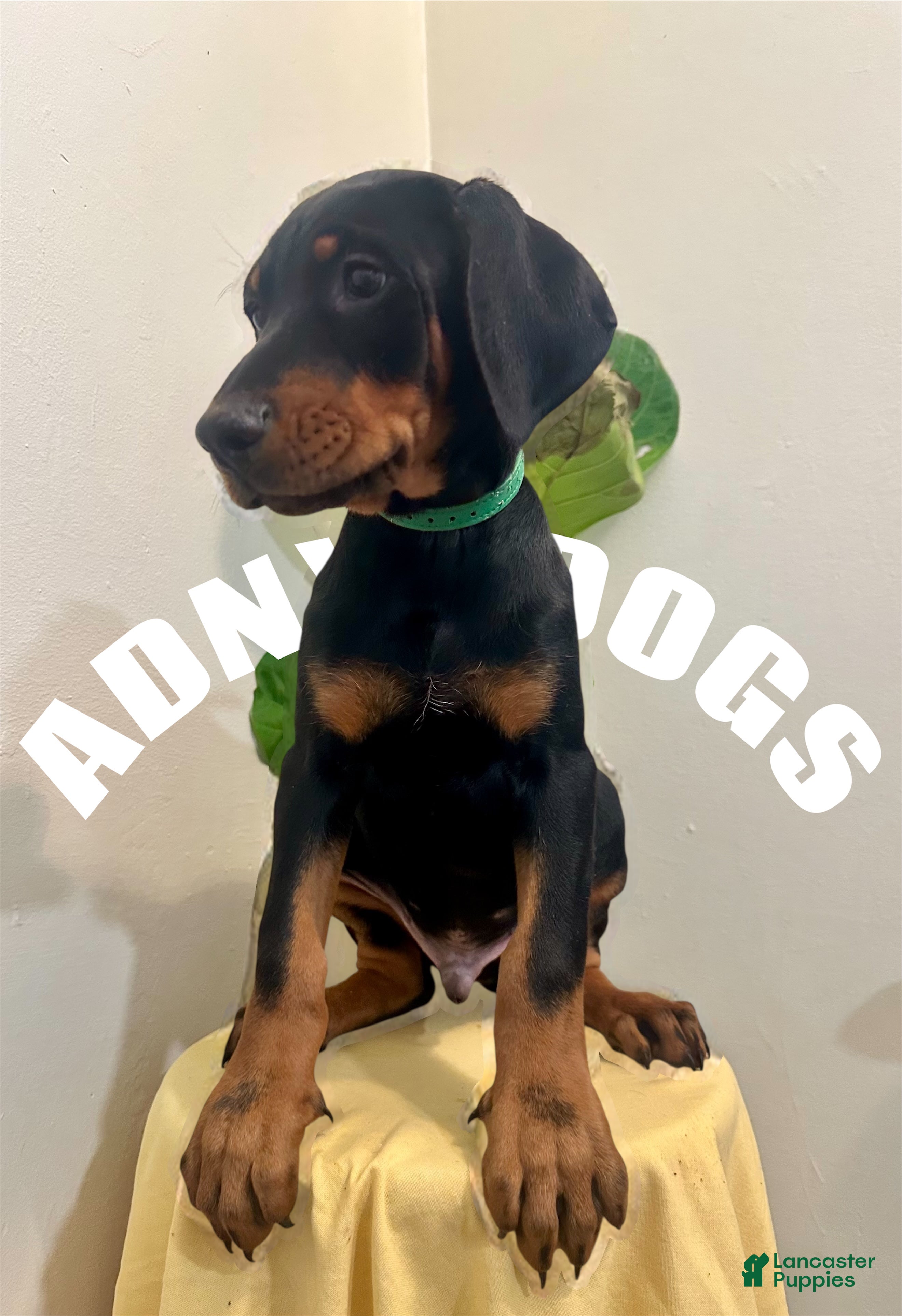 Doberman Pinscher dogs Doberman Pinscher Male  - Ad 39